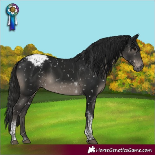Horse Color:Gray Black Tobiano Appaloosa Rabicano