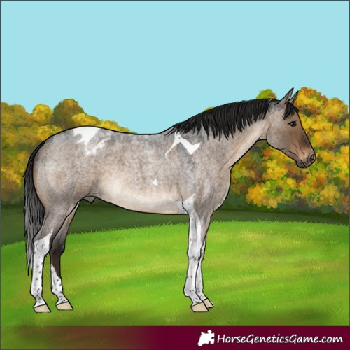 Horse Color:Gray Brown Roan Dun Tobiano Appaloosa Rabicano 