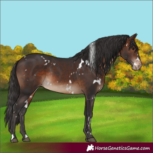 Horse Color:White Spotted Brown Varnish Rabicano 