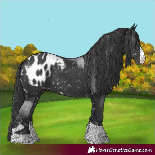 Horse Color:Black Blanket 