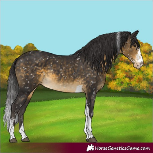 Horse Color:Buckskin Sabino Tobiano Blanket Rabicano