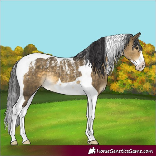 Horse Color:Powder White Buckskin Dun Splash Tobiano 