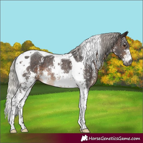 Horse Color:Gray Silver Brown Sabino Tobiano Rabicano 