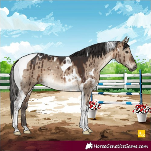 Horse Color:White Spotted Brown Dun Tobiano Brindle 