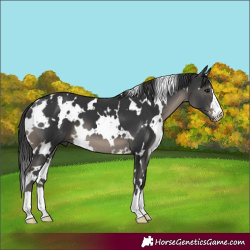 Horse Color:White Spotted Black 