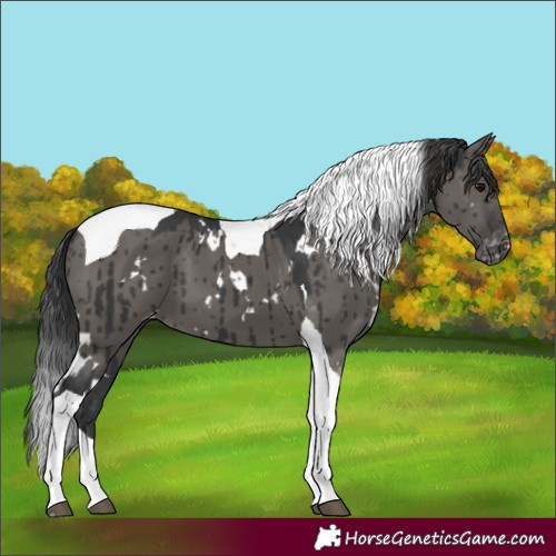 Horse Color:White Spotted Grullo Tobiano Varnish Brindle 