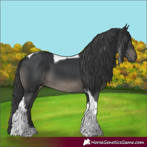 Horse Color:Black Tobiano 