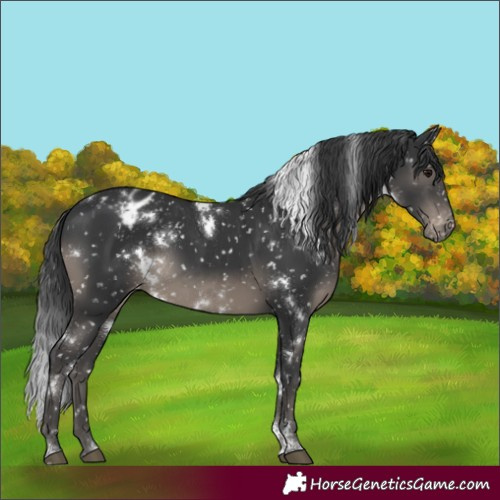 Horse Color:White Spotted Black Tobiano Blanket Rabicano