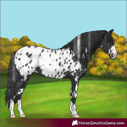Horse Color:White Spotted Black Appaloosa Rabicano 