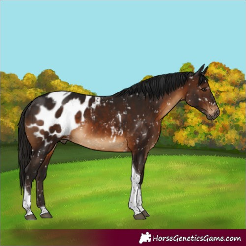 Horse Color:Gray Brown Tobiano Appaloosa Rabicano 