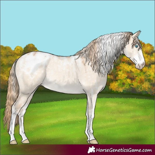 Horse Color:Powder White Perlino Dun Blanket Rabicano 