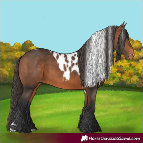 Horse Color:Bay Skewed LP Spotted