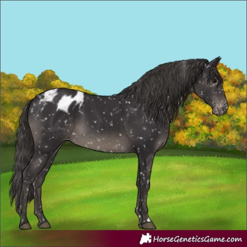 Horse Color:Smoky Black Appaloosa 