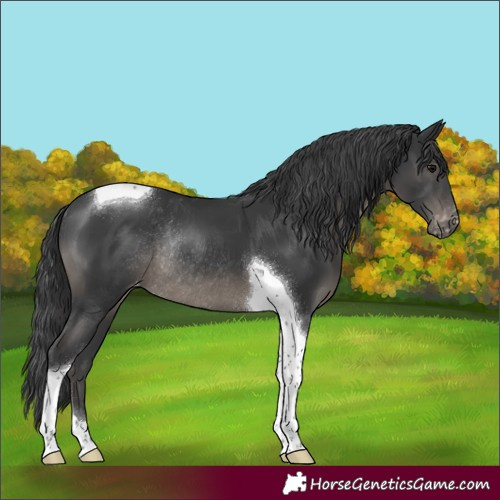 Horse Color:Black Tobiano Varnish Rabicano 