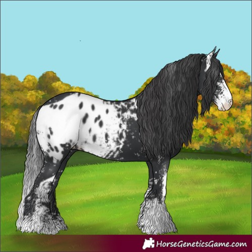 Horse Color:Black Sabino Skewed LP Spotted