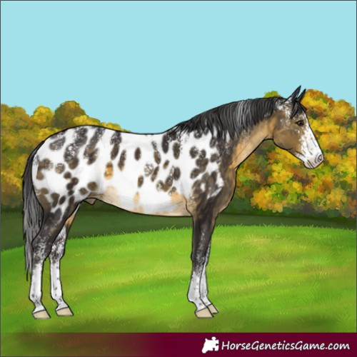 Horse Color:Powder White Buckskin Sabino Appaloosa 
