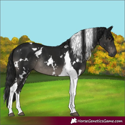 Horse Color:Gray White Spotted Black Tobiano Rabicano