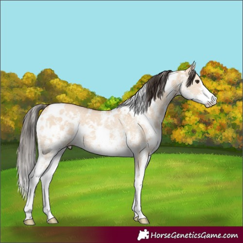 Horse Color:White Spotted Bay Dun Sabino