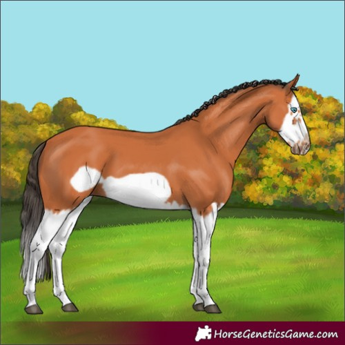 Horse Color:Bay Splash Frame