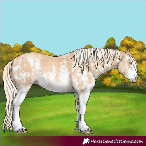 Horse Color:Gold Cream Champagne Sabino
