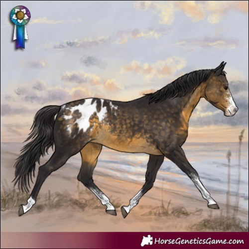 Horse Color:Buckskin Sabino Appaloosa Rabicano