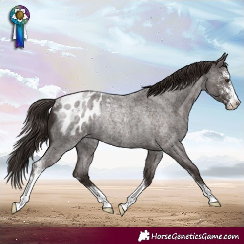 Horse Color:Liver Red Roan Sabino Appaloosa Rabicano 