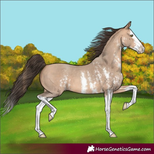Horse Color:Amber Champagne Sabino Splash 