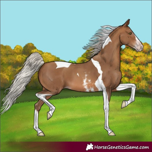 Horse Color:Gray Silver Amber Champagne Sabino Splash Tobiano 