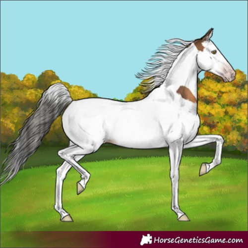 Horse Color:Gray Amber Champagne Splash Tobiano 