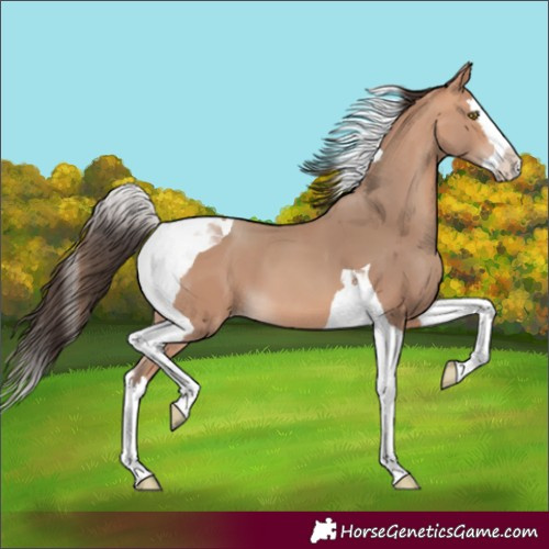 Horse Color:Unknown 