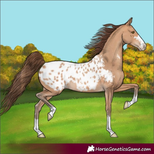 Horse Color:Amber Champagne Blanket 