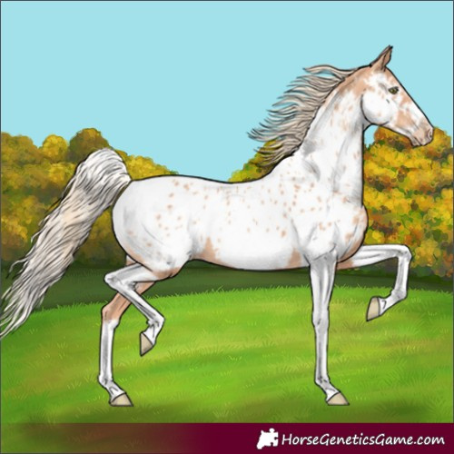 Horse Color:Gold Champagne Splash Tobiano Frame Near Leopard 