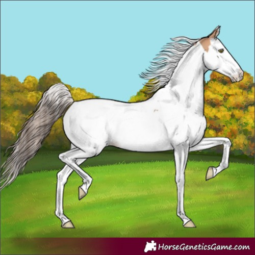 Horse Color:Amber Champagne Splash Tobiano Varnish Rabicano 