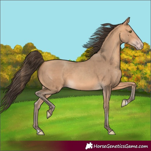 Horse Color:Amber Champagne