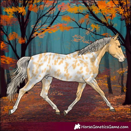 Horse Color:White Spotted Palomino Appaloosa 