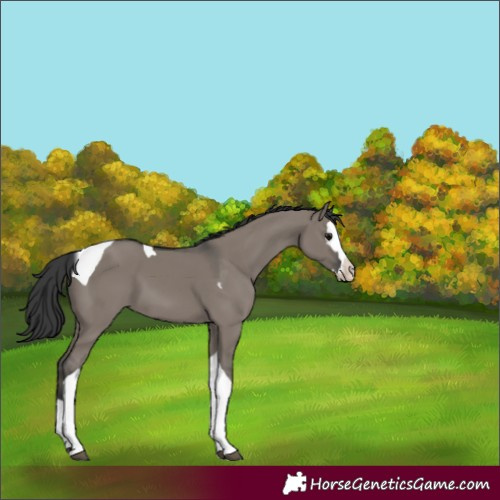 Horse Color:Unknown 