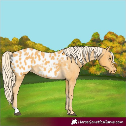 Horse Color:Unknown 