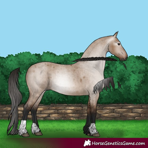 Horse Color:Gray Bay Roan Dun 