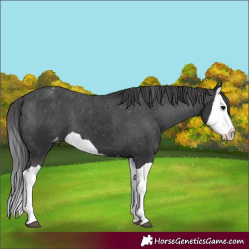 Horse Color:Black Splash Appaloosa 