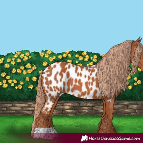 Horse Color:Chestnut Appaloosa