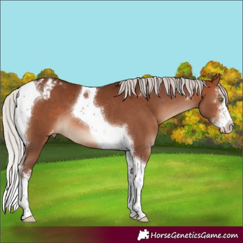 Horse Color:Silver Bay Sabino Tobiano Appaloosa