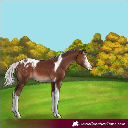 Horse Color:Silver Brown Mushroom Sabino Tobiano Appaloosa