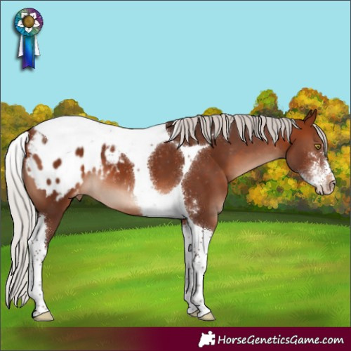 Horse Color:Silver Brown Mushroom Sabino Tobiano Appaloosa
