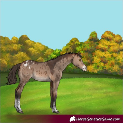 Horse Color:Bay Dun Mushroom Sabino Tobiano Appaloosa Brindle