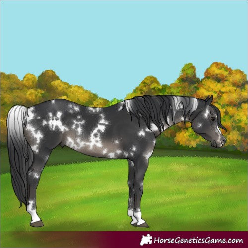 Horse Color:White Spotted Black 