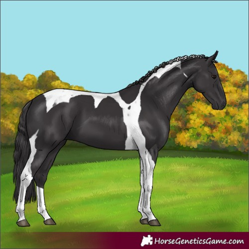 Horse Color:Smoky Black Tobiano