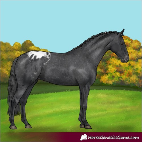 Horse Color:Black Appaloosa