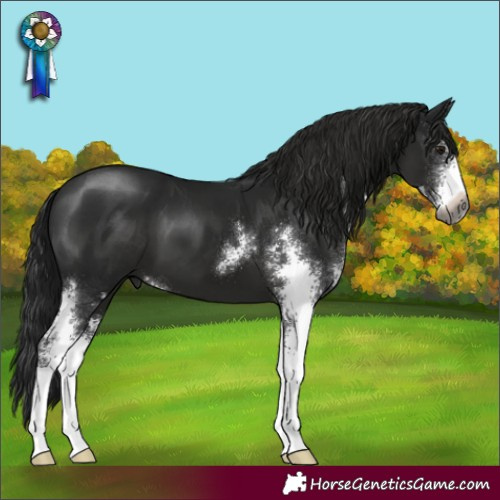 Horse Color:Gray Smoky Black Sabino