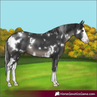 Horse Color:White Spotted Black Sabino Splash 