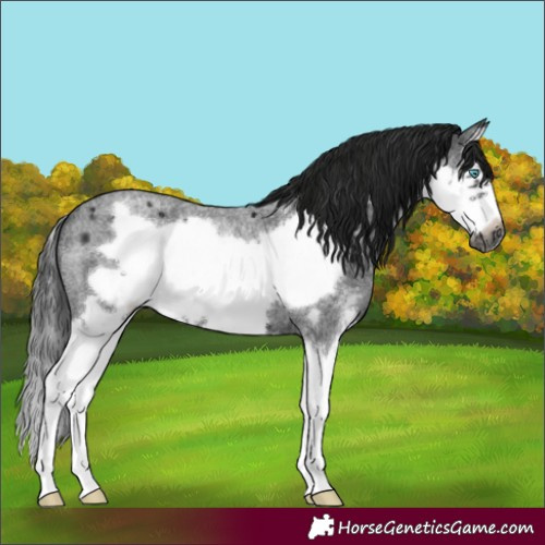 Horse Color:Gray Blue Roan Sabino Splash Frame